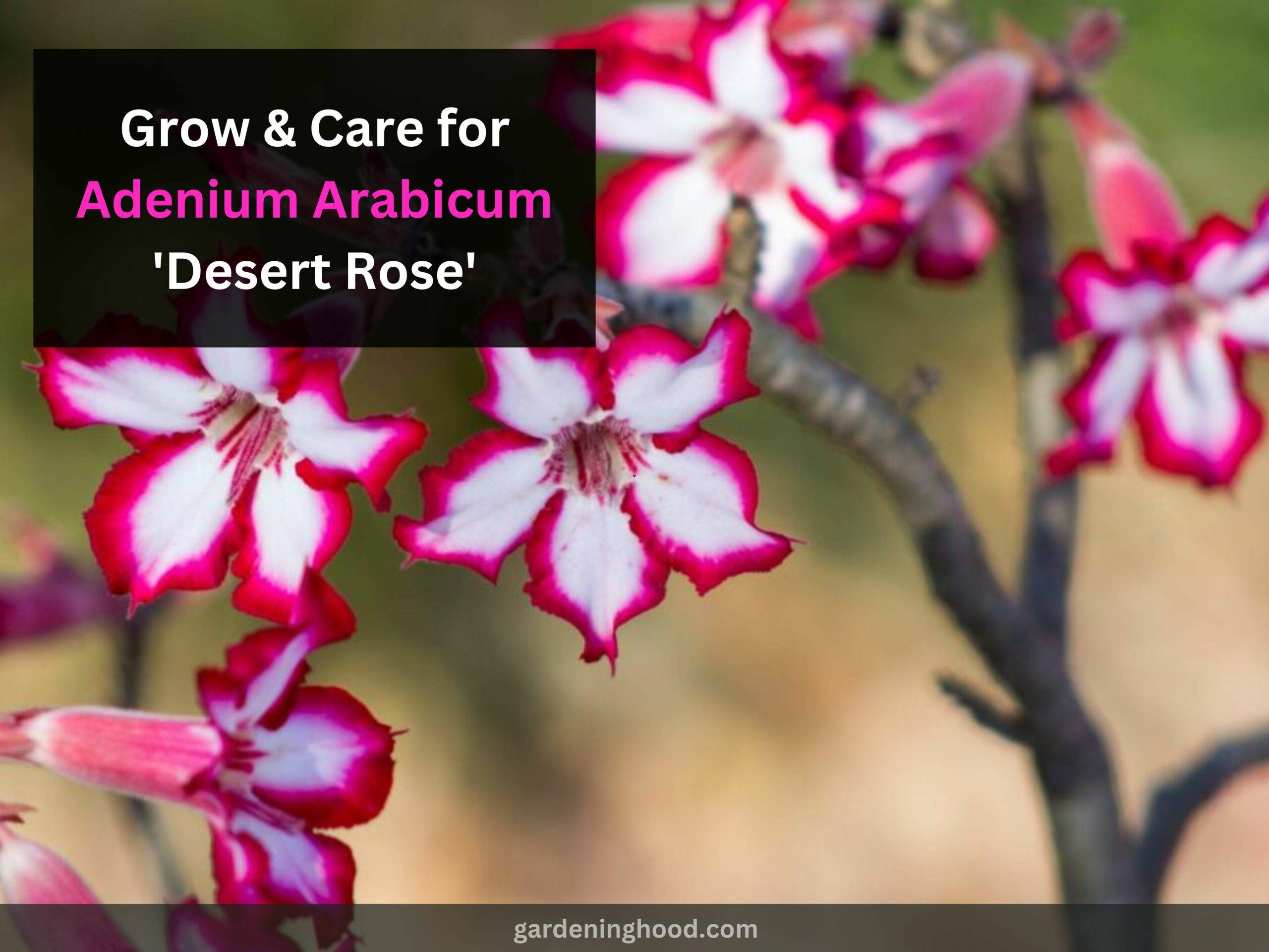 How to Grow & Care for Adenium Arabicum 'Desert Rose'