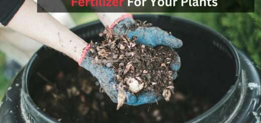 10 Easy Homemade DIY Plant Fertilizer For Your Plants 