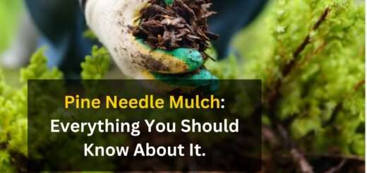 Pine Needle Mulch: Everything You Should Know About It.