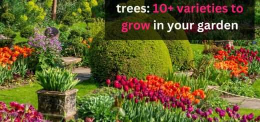 Brilliant plants under trees: 10+ varieties to grow in your garden