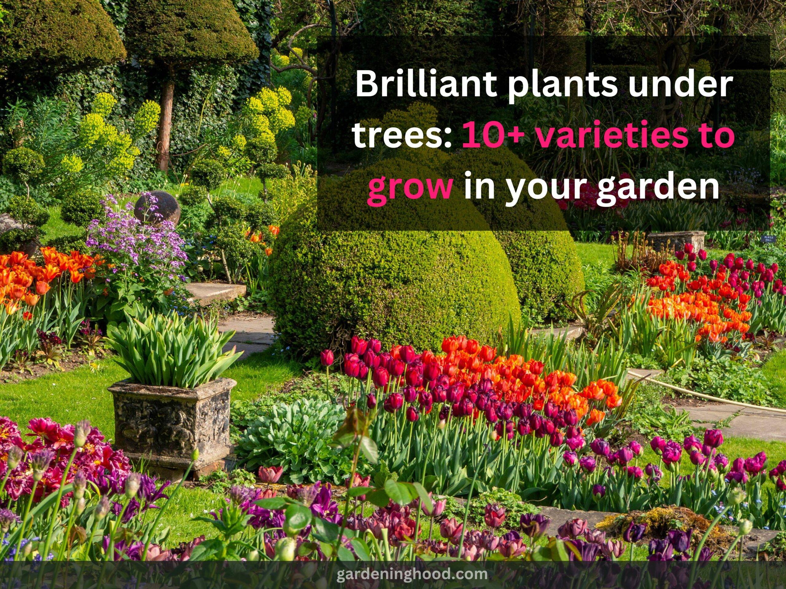 Brilliant plants under trees: 10+ varieties to grow in your garden