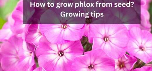 How to grow phlox from seed? Growing tips