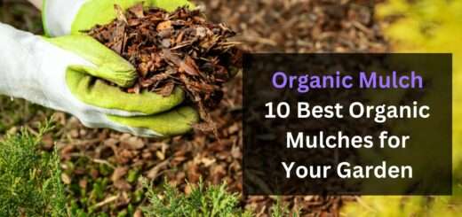 Organic Mulch: 10 Best Organic Mulches for Your Garden