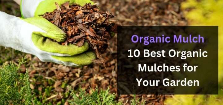 Organic Mulch: 10 Best Organic Mulches for Your Garden