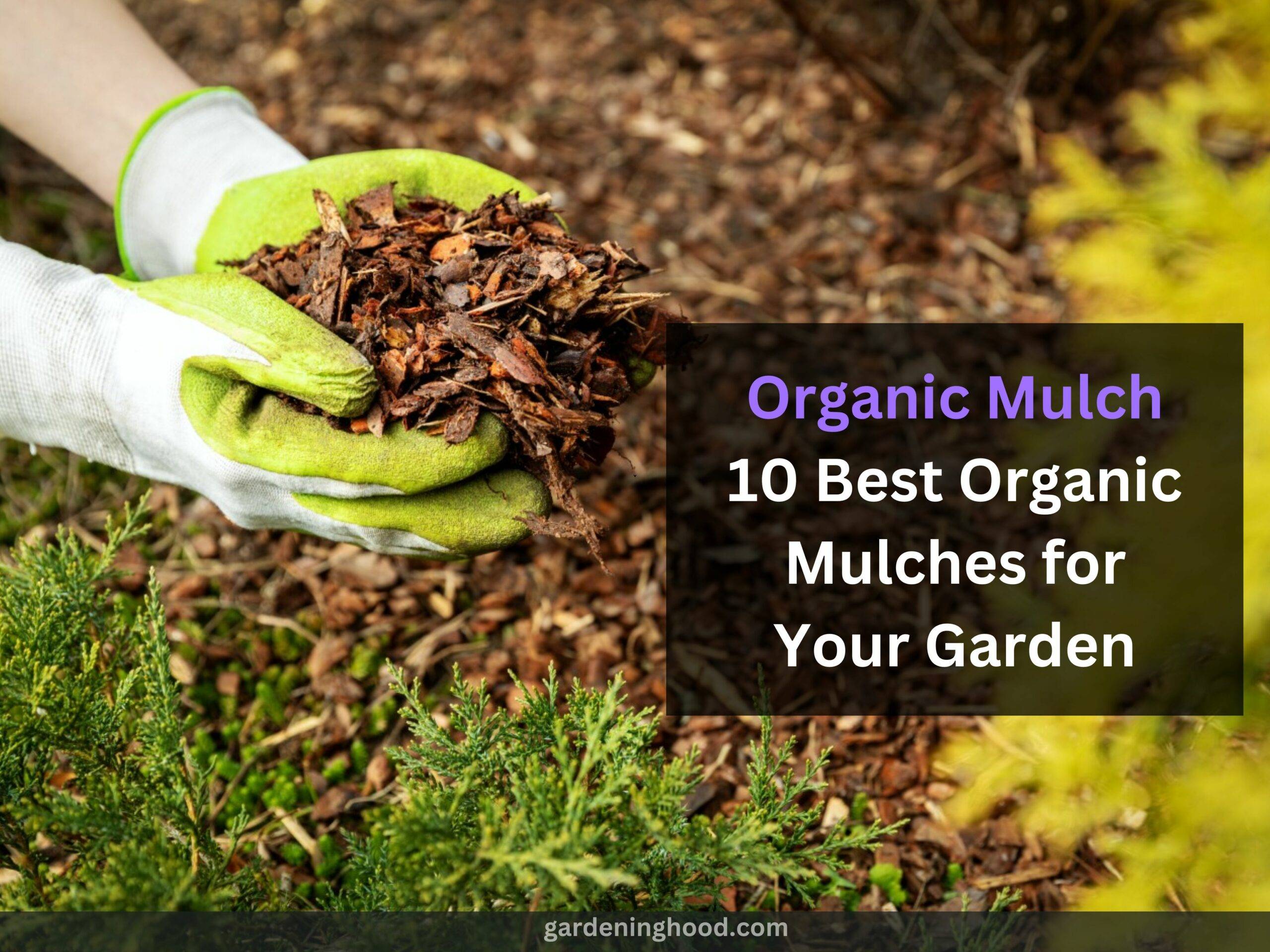 Organic Mulch: 10 Best Organic Mulches for Your Garden