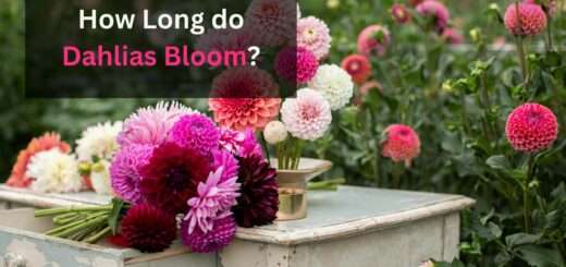 Dahlias Growing: How Long do Dahlias Bloom?