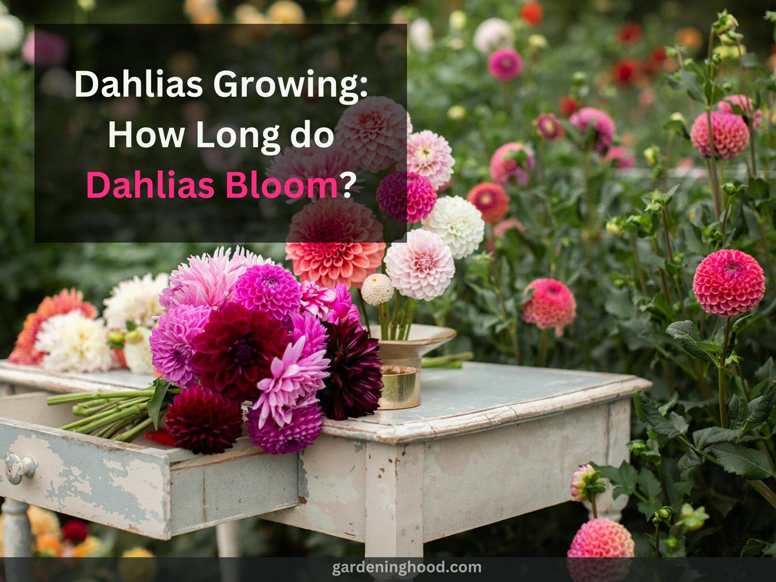 Dahlias Growing: How Long do Dahlias Bloom?