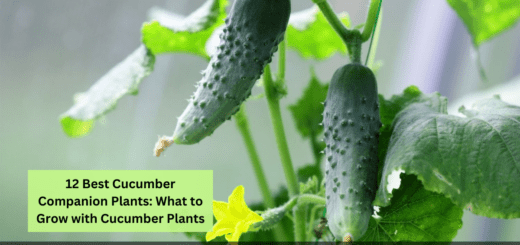 12 Best Cucumber Companion Plants: What to Grow with Cucumber Plants