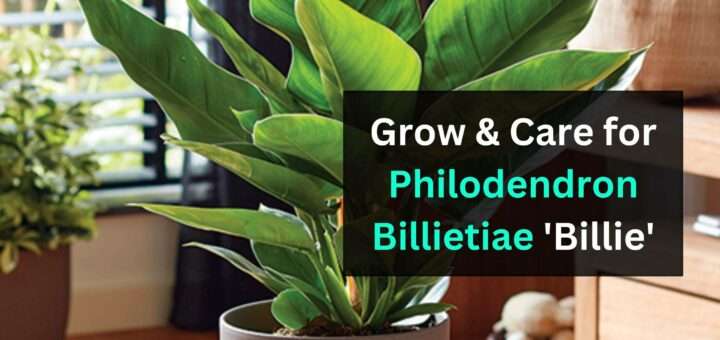 Philodendron Billietiae