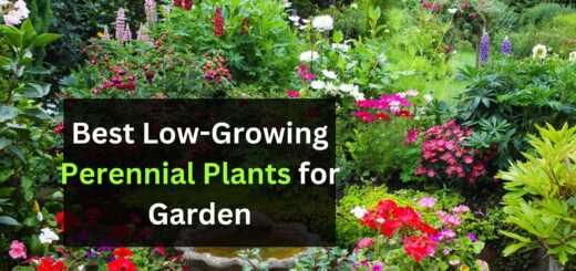 low growing perennial plants