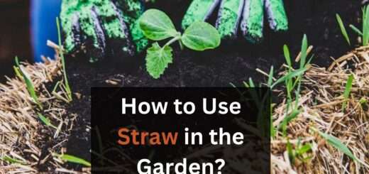 How to Use Straw in the Garden (5+ Ways)