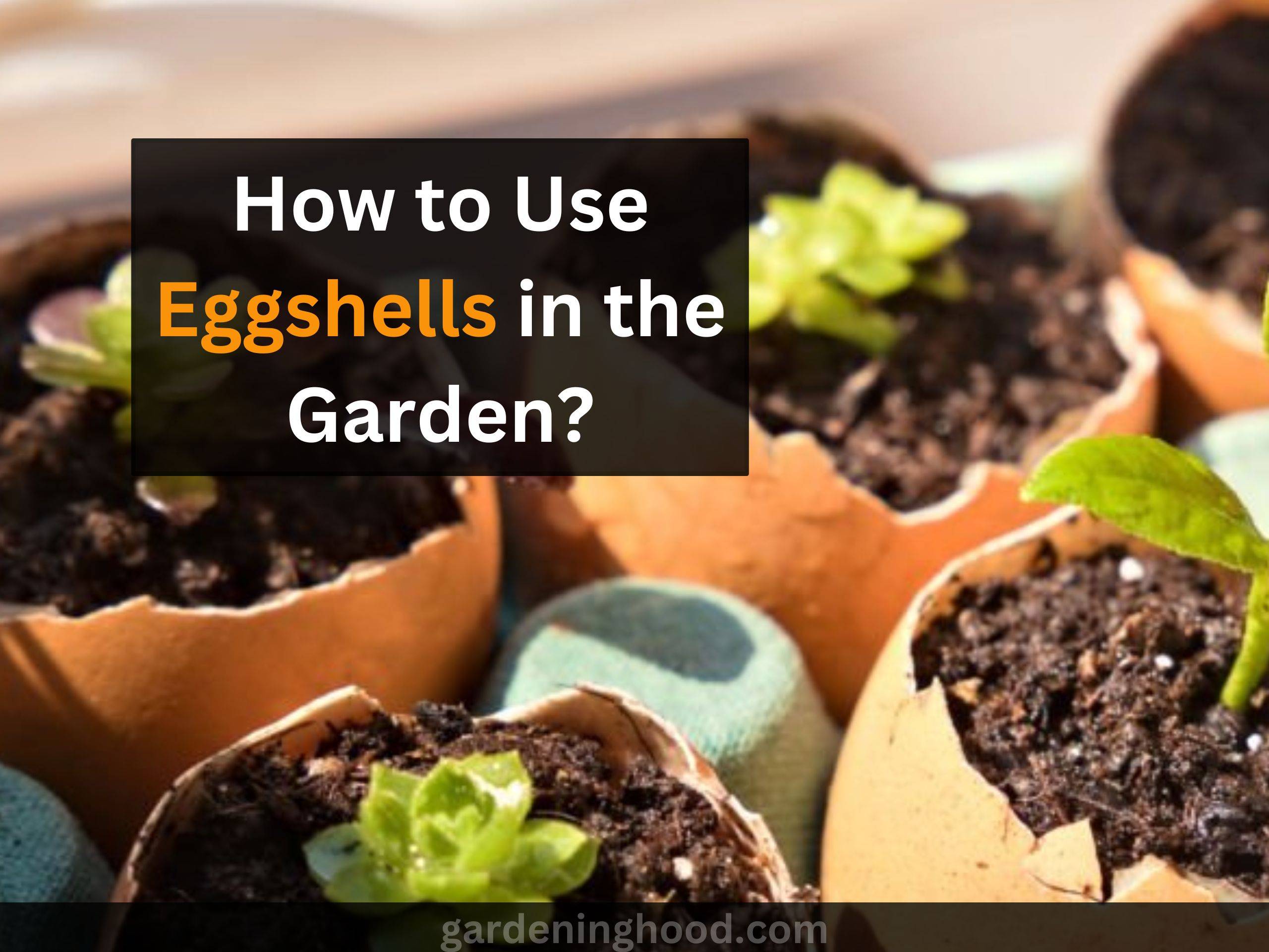 use eggshells in the garden