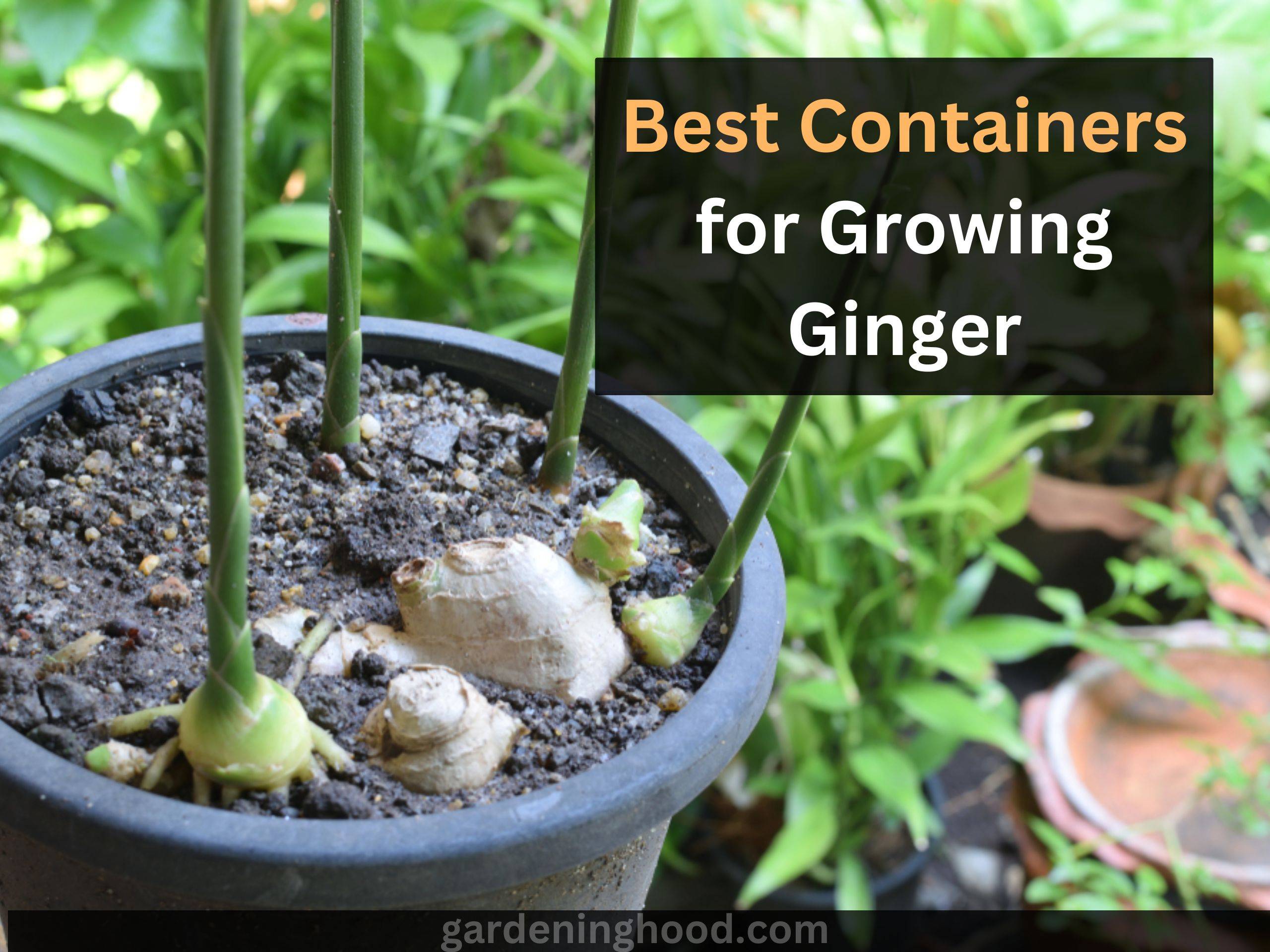 Best Containers for Growing Ginger: 5+ Best Ginger Containers 
