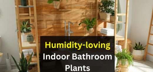 Humidity-loving Indoor Bathroom Plants