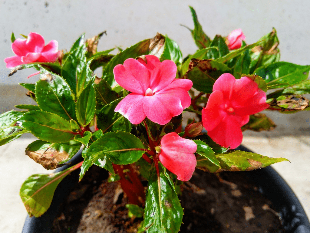 Low-light Outdoor Plants