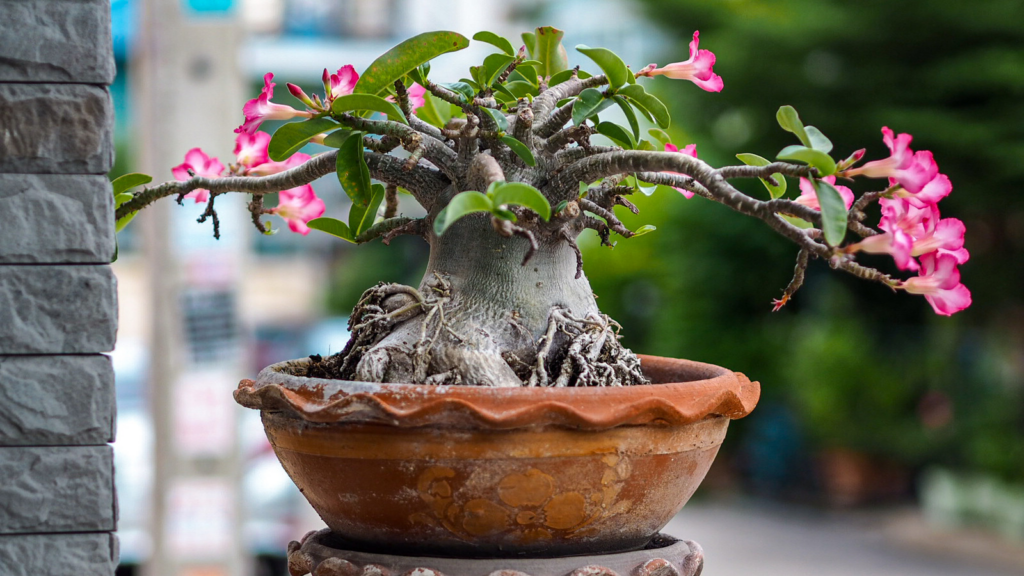 How to Grow & Care for Adenium Arabicum 'Desert Rose' 