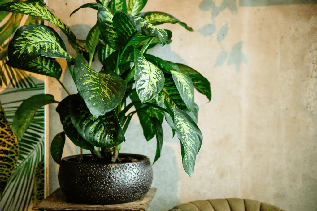 Humidity-loving Indoor Bathroom Plants