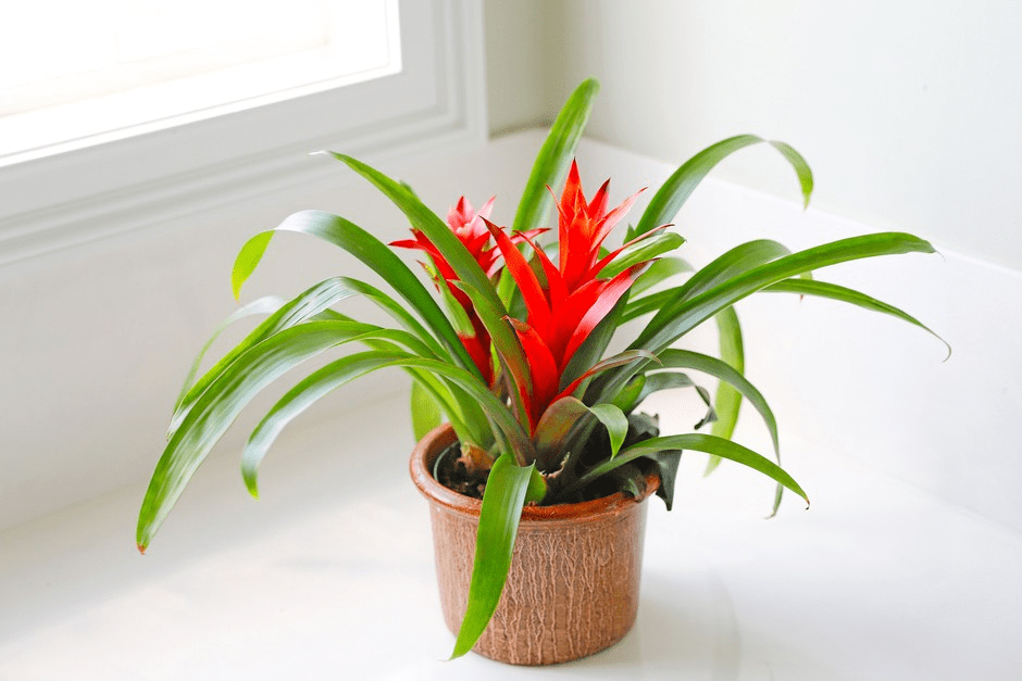 Humidity-loving Indoor Bathroom Plants