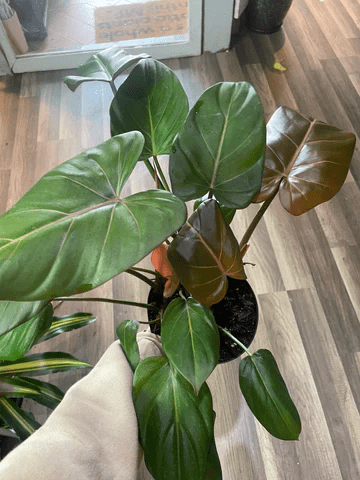 How to Grow & Care for Philodendron Hederaceum 'Moonlight' 