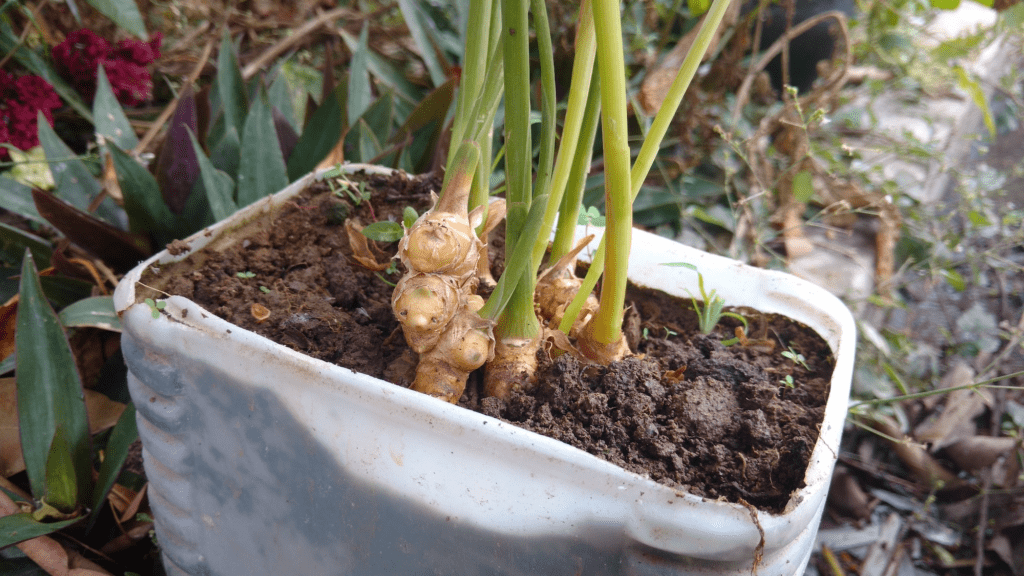Best Containers for Growing Ginger