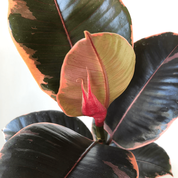 How to Grow & Care for Ficus Elastica 'Ruby' 