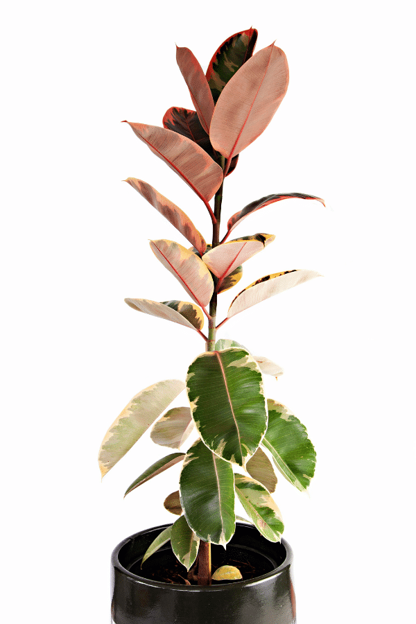 How to Grow & Care for Ficus Elastica 'Ruby'