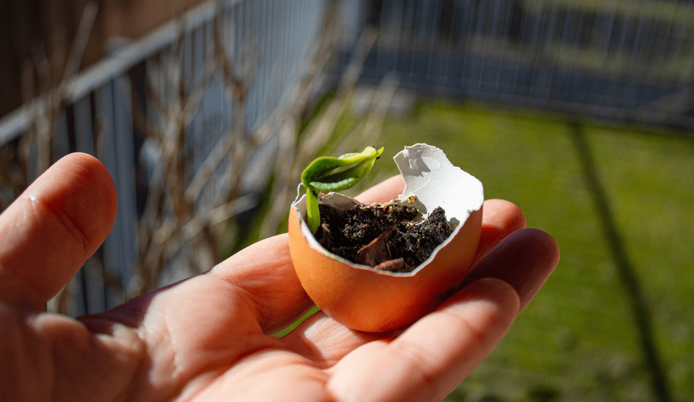 Use Eggshells in the Garden