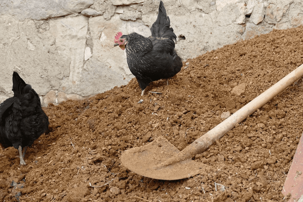 Chicken Manure: Ways to Compost Chicken Manure for Increasing Fertilization