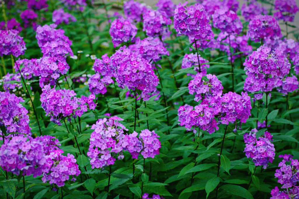 How to grow phlox from seed? Growing tips