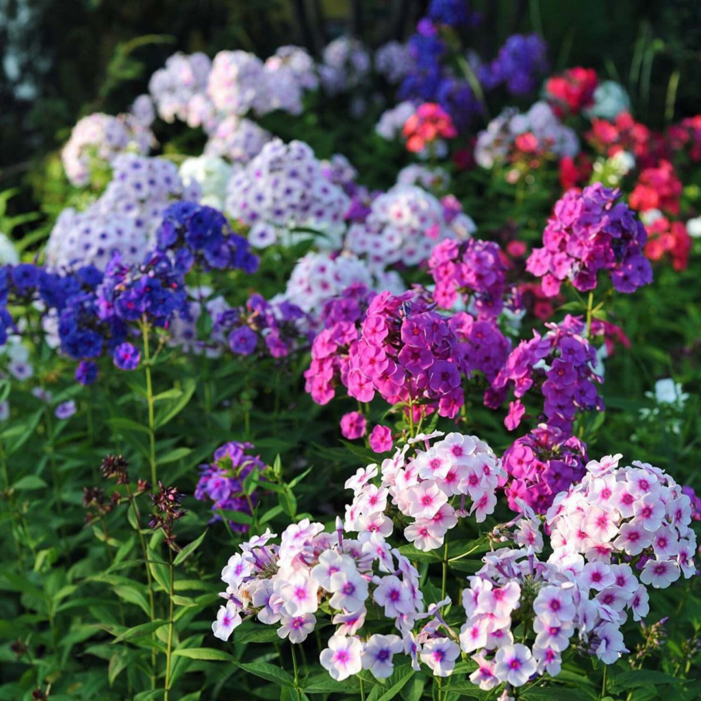 How to grow phlox from seed? Growing tips