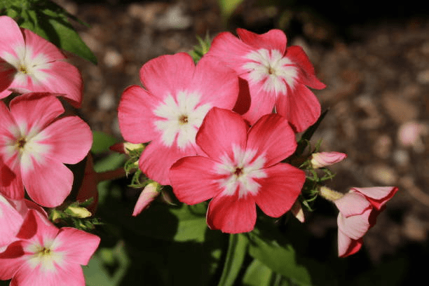 How to grow phlox from seed? Growing tips