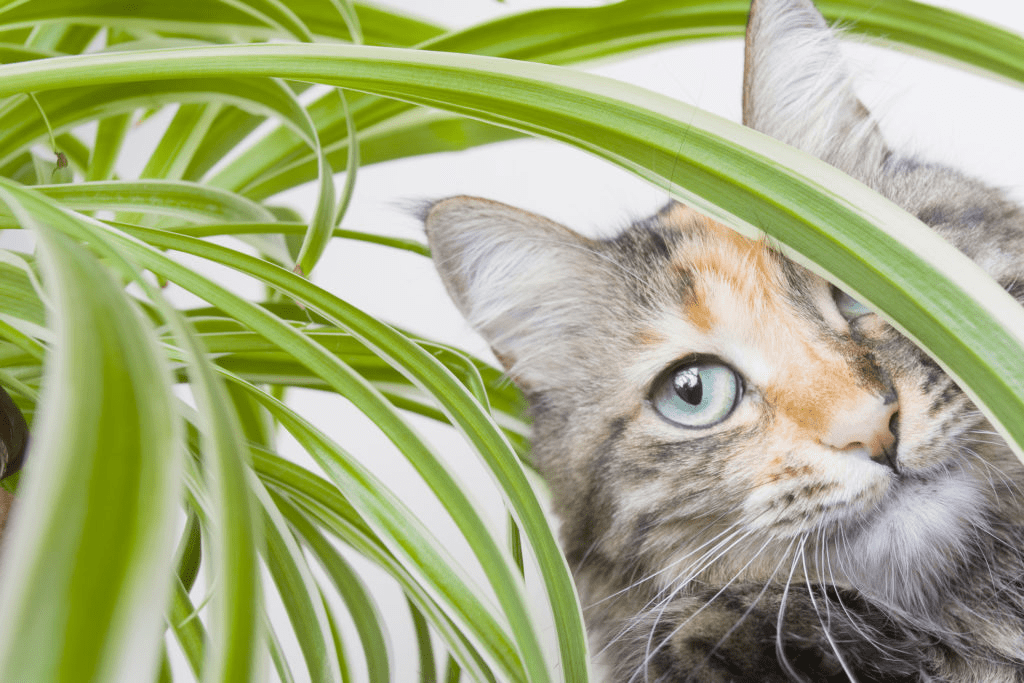 Best Plants for Cats