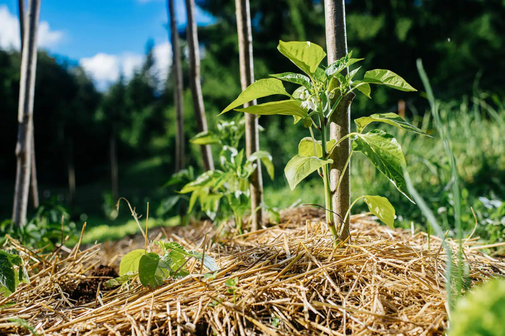 Organic Mulch: 10 Best Organic Mulches for Your Garden