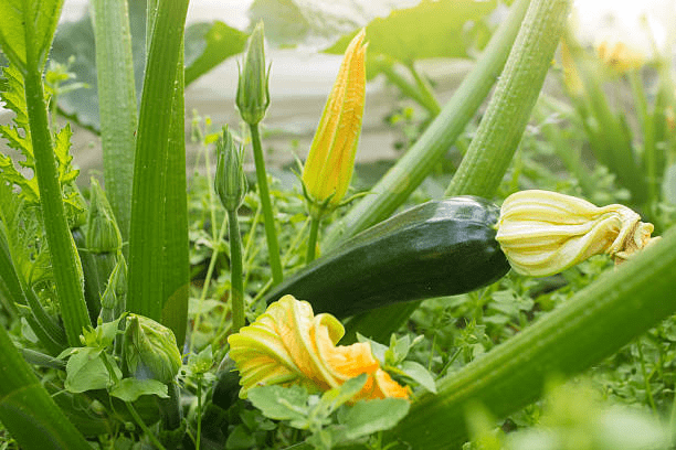 Growing Zucchini: How to Care for Zucchini Plants