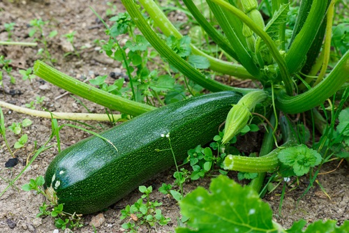 Growing Zucchini: How to Care for Zucchini Plants