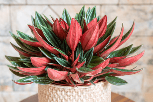 How to Grow & Care for Peperomia Caperata 'Rosso' 