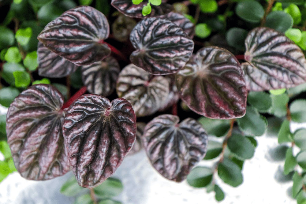 How to Grow & Care for Peperomia Caperata 'Rosso' 