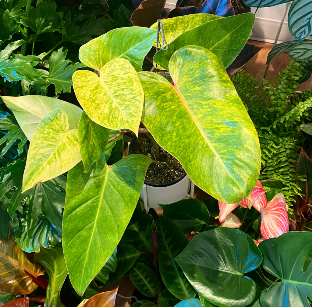 How to Grow & Care for Philodendron Erubescens 'Painted Lady' 