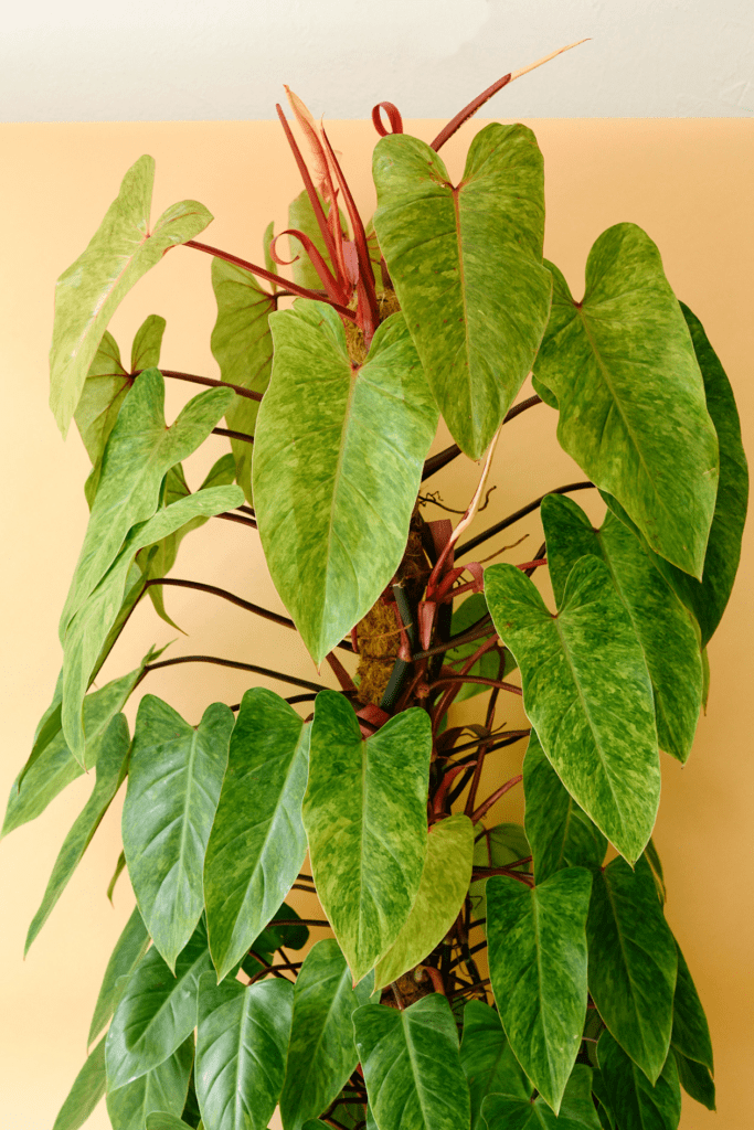 How to Grow & Care for Philodendron Erubescens 'Painted Lady'