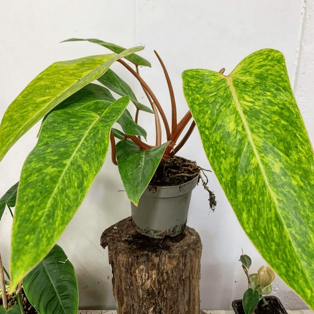 How to Grow & Care for Philodendron Erubescens 'How to Grow & Care for Philodendron Erubescens 'Painted Lady'