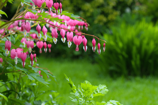 Low-light Outdoor Plants