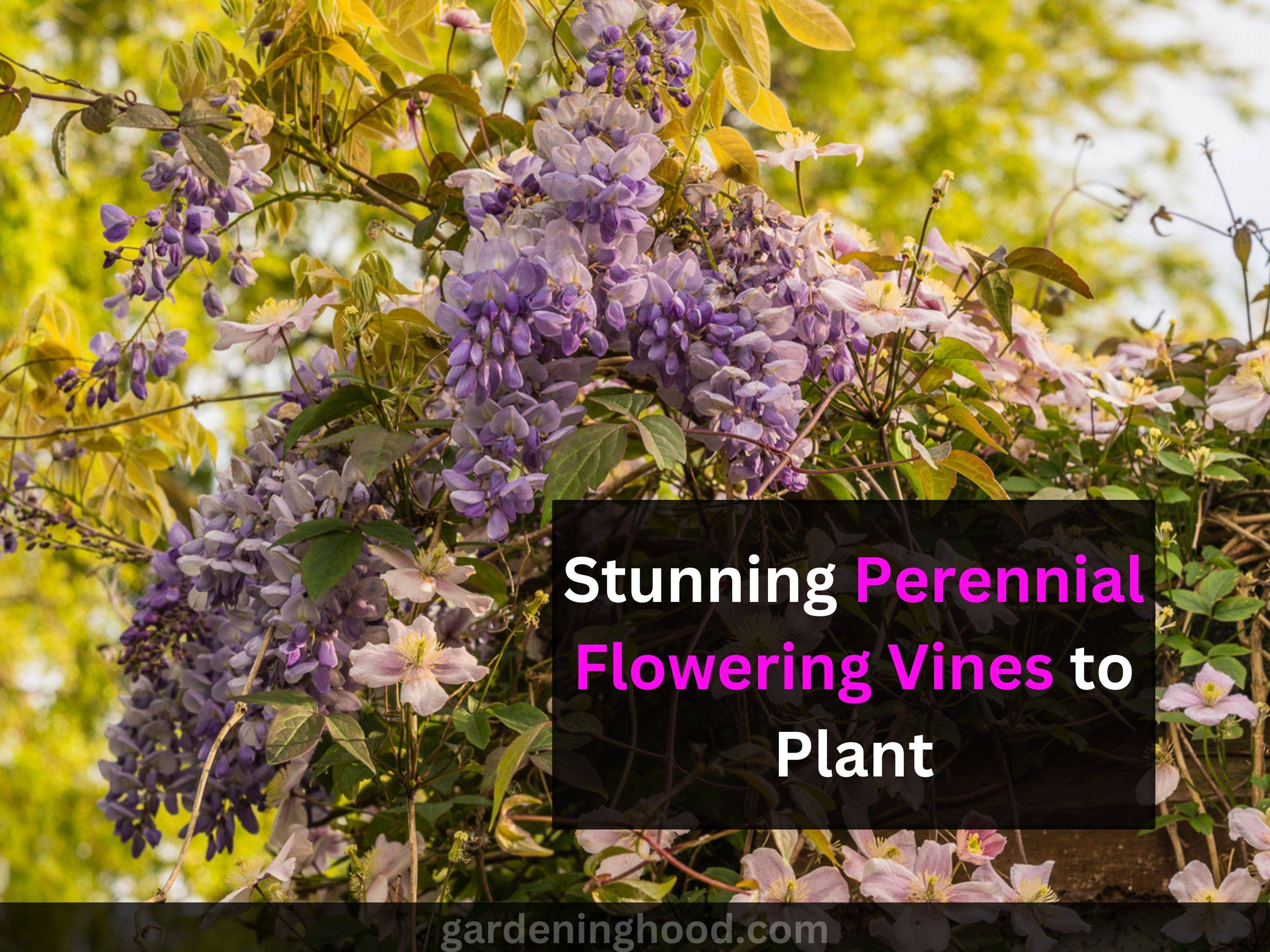 Stunning Perennial Flowering Vines to Plant