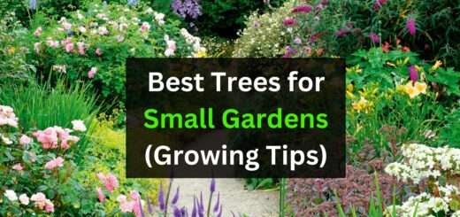 Best Trees for Small Gardens (Growing Tips)