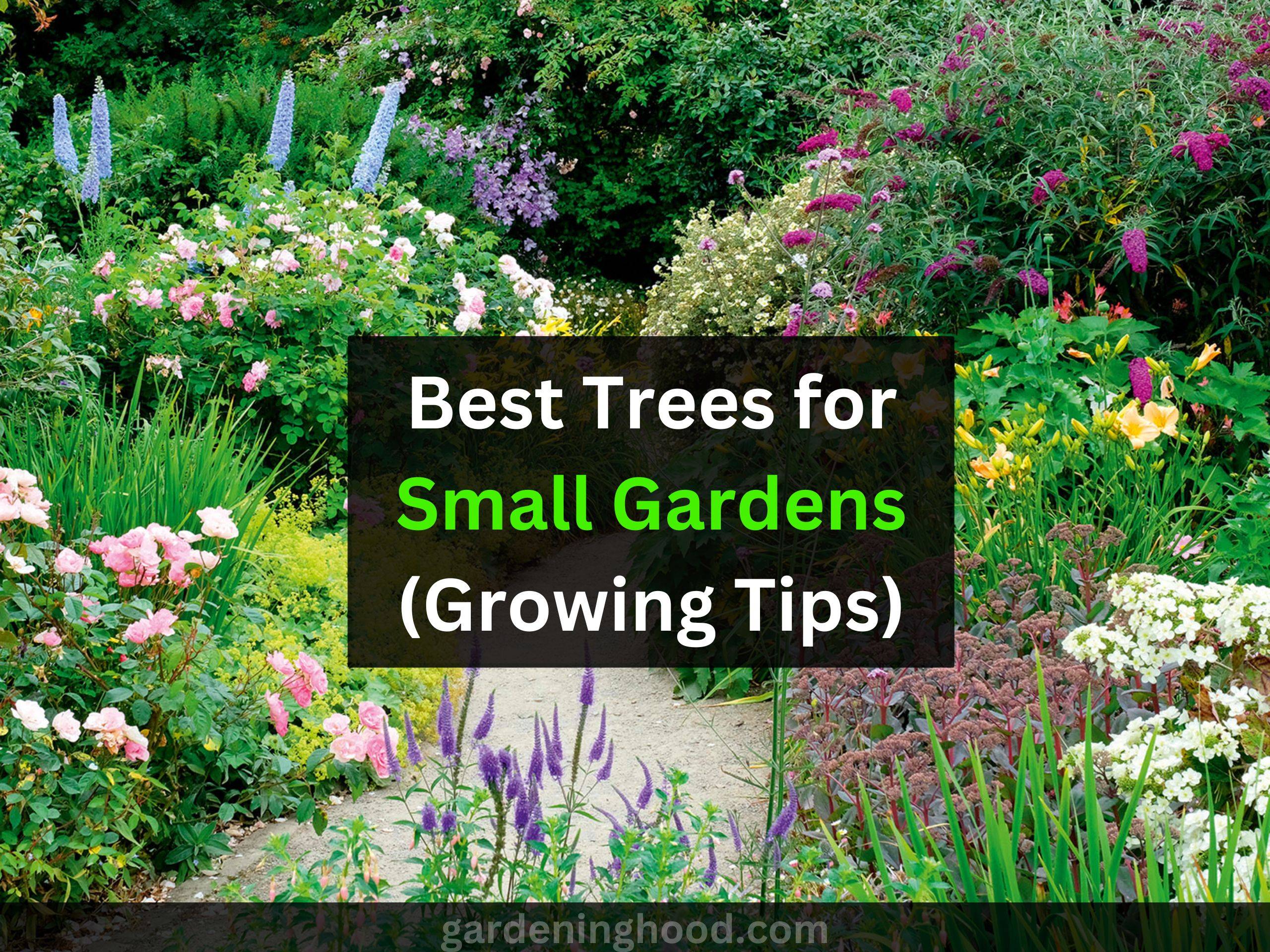 Best Trees for Small Gardens (Growing Tips)