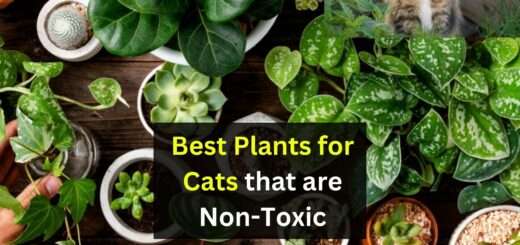 best plants for cats