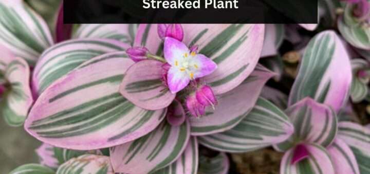 Tradescantia Nanouk - Pretty Pink Streaked Plant