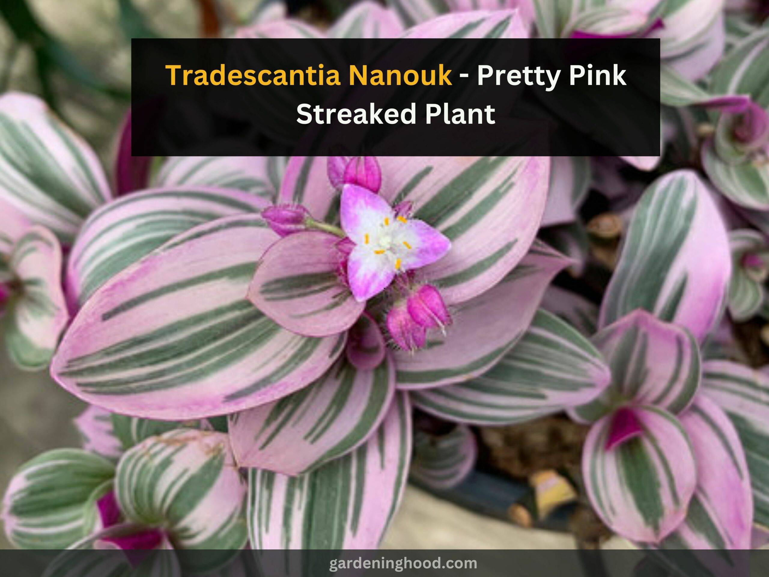 Tradescantia Nanouk - Pretty Pink Streaked Plant
