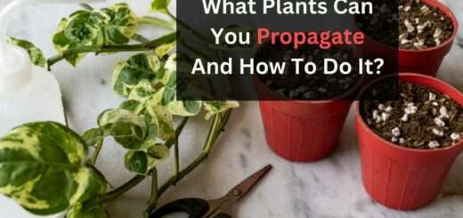 What Plants Can You Propagate And How To Do It?