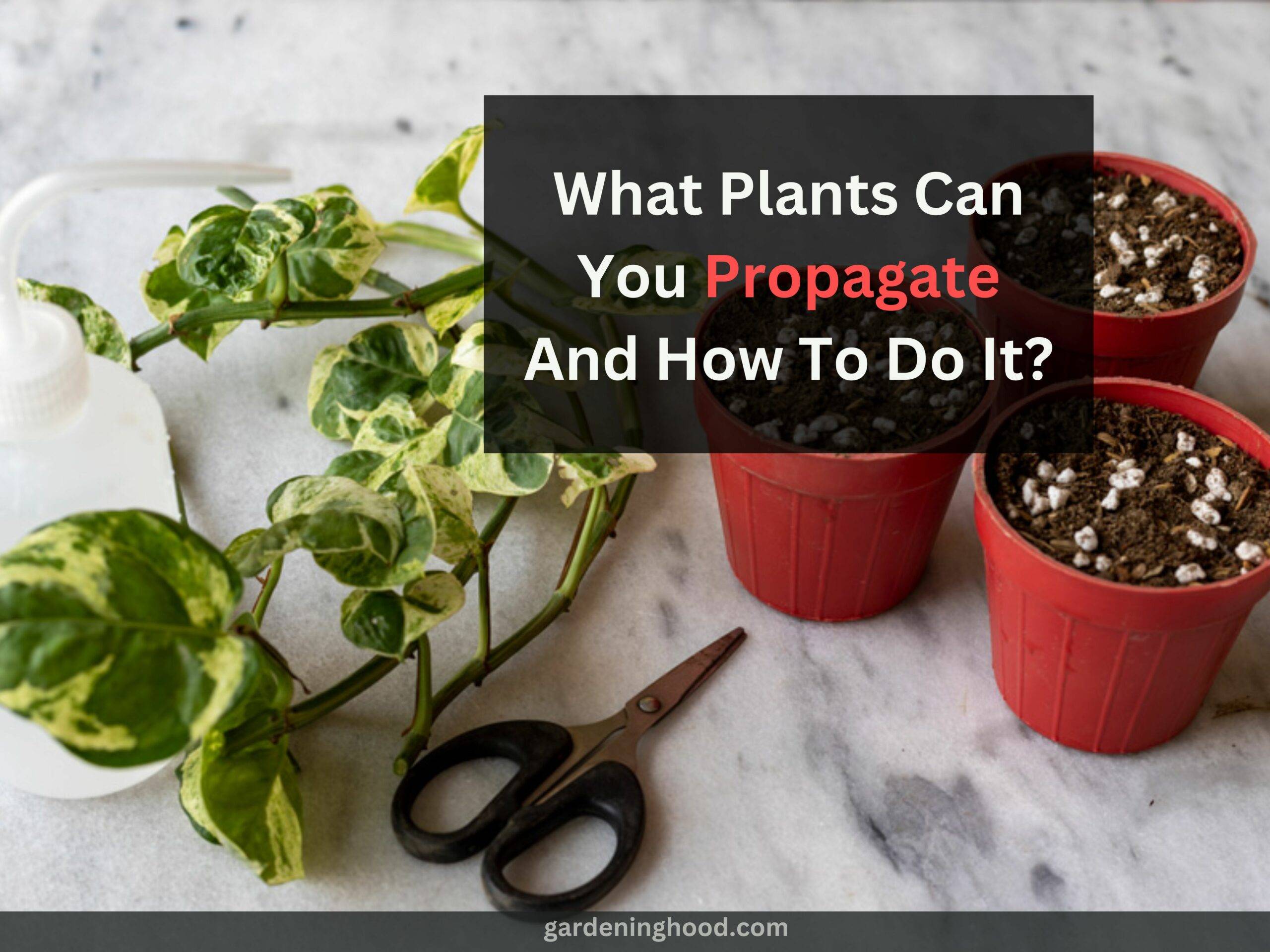 What Plants Can You Propagate And How To Do It?