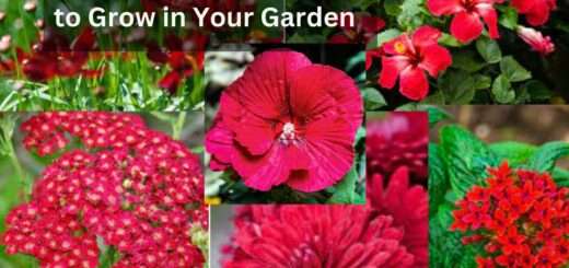 12+ Red Perennial Flowers to Grow in Your Garden